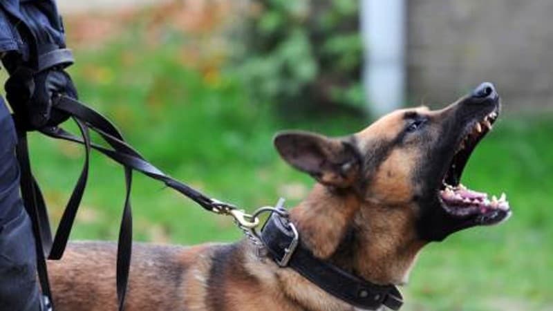 Stockfoto van een blaffende politiehond